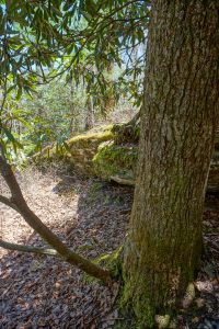 Rock Ledge and Tree on the Chinquapin Mountain Trail