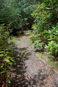 East Fork Overflow Creek Tributary