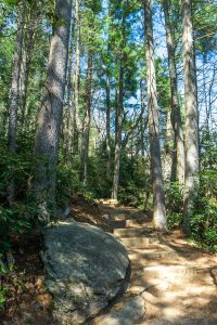 Tall Pines on the Glen Falls Trail