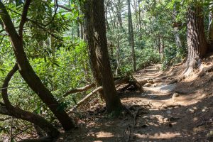 Forest along the Glen Falls Trail