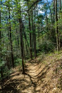 Glen Falls Trail thru Pine Forest