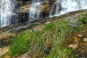 Upper Drop of Glen Falls in Early Spring