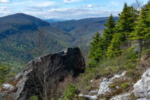 Carolina Hemlock in Linville Gorge