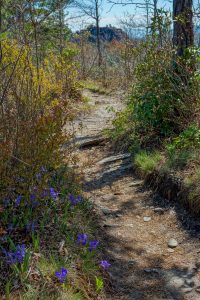 Iris Beside the Mountains to Sea Trail