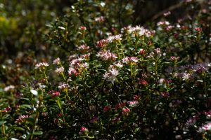 Sand Myrtle on the Mountains to Sea Trali