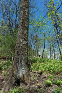 Mayapple on the Table Rock Trail