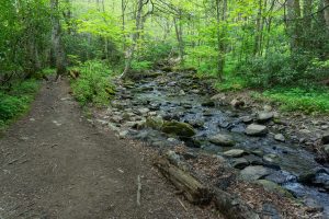 Start of the Watauga River