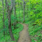 Profile Trail in a Cove