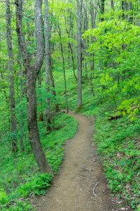 Profile Trail in a Cove