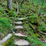 Lush Green Around the Steps on the Profile Trail