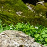 Stone and Flowers on the Profile Trail