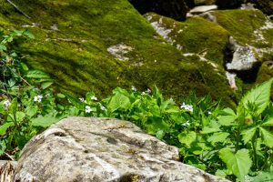 Stone and Flowers on the Profile Trail