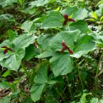 Trillium Beside the Profile Trail