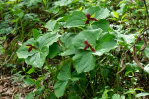 Trillium Beside the Profile Trail