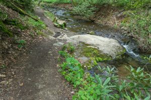 Profile Trail Beside the Watauga River