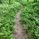 River Loop Trail Curving Through the Ferns