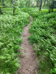 River Loop Trail Curving Through the Ferns