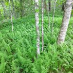 Tree Trunks and Ferns