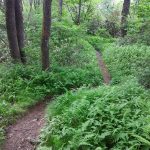 Twists and Turns on the River Loop Trail