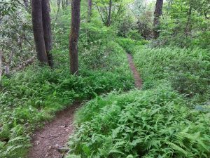 Twists and Turns on the River Loop Trail