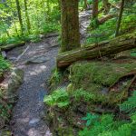 Stat of the Balsam Nature Trail