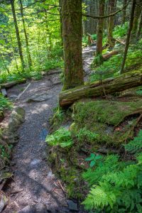 Stat of the Balsam Nature Trail