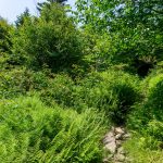 Big Tom Trail Climbing thru Fern Fields