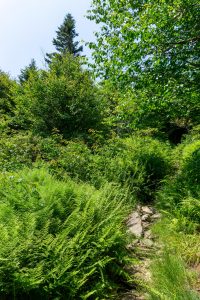 Big Tom Trail Climbing thru Fern Fields