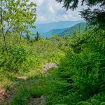 Ferns and View on the Big Tom Trail