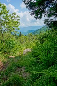 Ferns and View on the Big Tom Trail