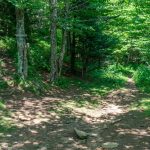 Junction of Buncombe Horse Range and Big Tom Trails