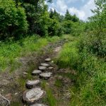 Log Steps on the Buncombe Horse Range Trail