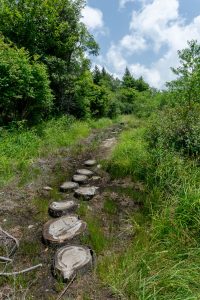 Log Steps on the Buncombe Horse Range Trail