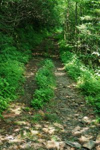 Buncombe Horse Range Trail