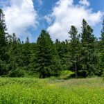 Campsite in the Spruce