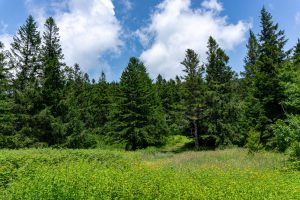 Campsite in the Spruce