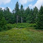 Spruce Around Commissary Hill