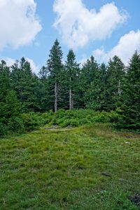 Spruce Around Commissary Hill