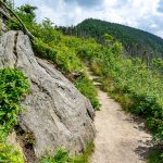 Forest Opening on the Deep Gap Trail