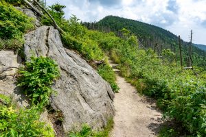 Forest Opening on the Deep Gap Trail