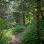 Typical Forest on the Black Mountain Crest/Deep Gap Trail