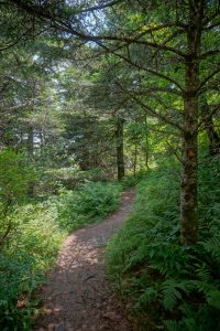 Typical Forest on the Black Mountain Crest/Deep Gap Trail