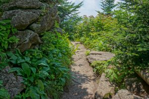 Deep Gap Trail on Mount Craig