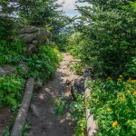 Deep Gap Trail at Mount Craig