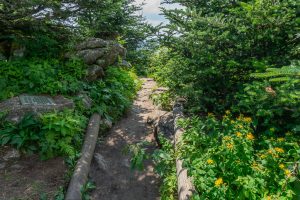 Deep Gap Trail at Mount Craig