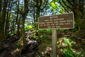 Sensitive Habitat on Mount Craig