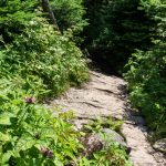 Turtleheads on the Summit