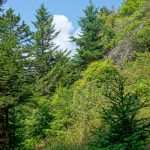 Clearing on the Mount Mitchell Trail