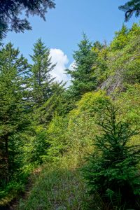 Clearing on the Mount Mitchell Trail