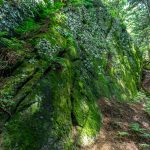 Mossy Rock Outcropping on the Mount Mitchell Trail